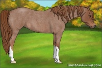 Horse Color:Red Roan 