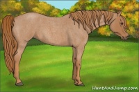 Horse Color:Red Roan