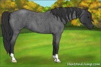 Horse Color:Blue Roan 