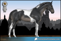 Horse Color:Black Tobiano 