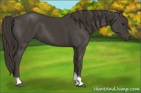 Horse Color:Smoky Black Tobiano 