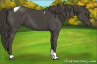 Horse Color:Smoky Black Tobiano 
