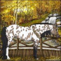 Horse Color:Brown Dun Near Leopard 