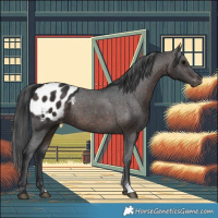 Horse Color:Brown Appaloosa 