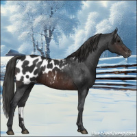Horse Color:Brown Appaloosa 