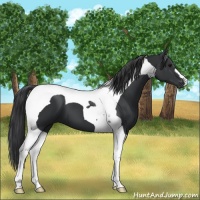Horse Color:Black Tobiano 