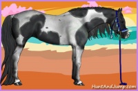 Horse Color:Black Tobiano 