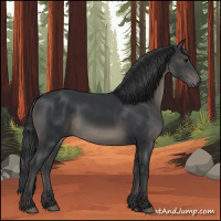 Horse Color:Black 