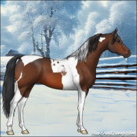 Horse Color:Brown Tobiano 