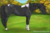 Horse Color:Black Tobiano 