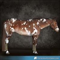 Horse Color:White Spotted Liver Chestnut  and White Spotted Liver Chestnut 