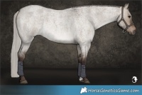 Horse Color:Silver Brown Roan Dun 