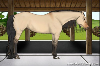 Horse Color:Bay Dun
