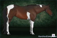 Horse Color:Gray Bay Tobiano 
