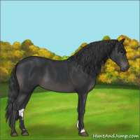 Horse Color:Black 