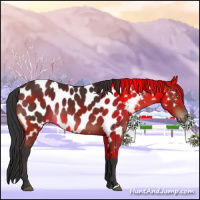 Horse Color:Brown Near Leopard 