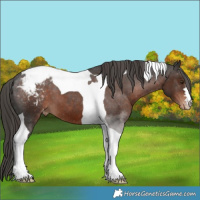 Horse Color:Liver Chestnut Tobiano Appaloosa