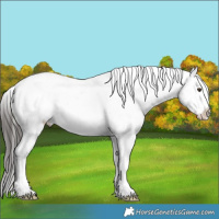 Horse Color:Liver Chestnut Tobiano Appaloosa 