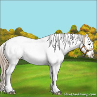 Horse Color:Liver Chestnut Tobiano Near Leopard 