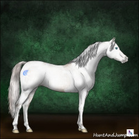Horse Color:Gray White Spotted Buckskin Pearl Tobiano 