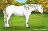 Horse Color:White Spotted Red Dun Rabicano and White Spotted Red Dun Rabicano