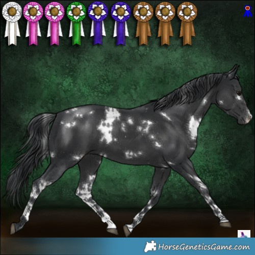 Horse Color:White Spotted Black 