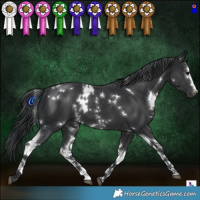 Horse Color:White Spotted Black 