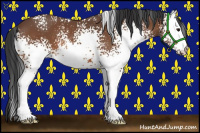 Horse Color:White Spotted Bay 