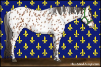 Horse Color:Bay Leopard Rabicano 