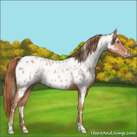 Horse Color:White Spotted Gold Champagne Near Leopard 