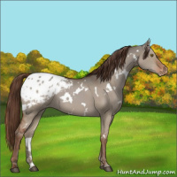 Horse Color:White Spotted Liver Red Dun Appaloosa 