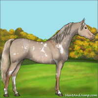 Horse Color:White Spotted Red Dun 