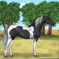 Horse Color:Black Tobiano 
