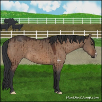 Horse Color:Brown Dun Brindle 