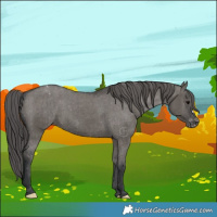 Horse Color:Grullo Appaloosa Brindle 