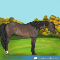 Horse Color:Brown Dun Brindle 