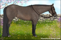 Horse Color:Brown Dun Appaloosa Brindle
