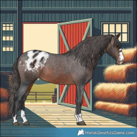 Horse Color:Brown Appaloosa