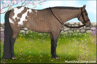 Horse Color:Brown Dun Appaloosa Brindle 