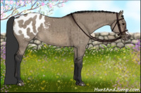 Horse Color:Brown Dun Appaloosa Brindle 