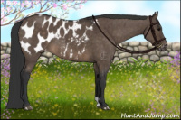 Horse Color:Brown Dun Appaloosa Brindle 