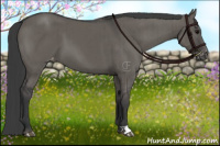 Horse Color:Grullo Appaloosa Brindle 