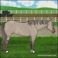 Horse Color:Liver Red Dun Mushroom Brindle