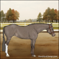 Horse Color:Liver Red Dun Mushroom Appaloosa Brindle