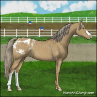 Horse Color:Chocolate Palomino Dun Mushroom Appaloosa Brindle 