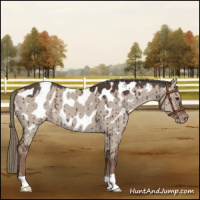 Horse Color:Liver Red Dun Mushroom Appaloosa Brindle