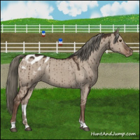 Horse Color:Liver Red Dun Mushroom Appaloosa Brindle 
