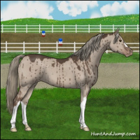 Horse Color:Liver Red Dun Mushroom Appaloosa Brindle 