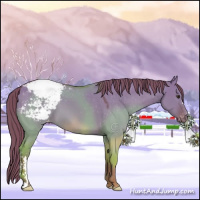 Horse Color:Watercolor Red Dun Snowcap 