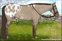 Horse Color:Liver Red Dun Blanket Brindle 